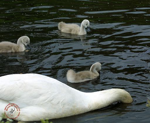 Mute Swan 9R054D-118A.JPG